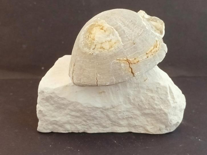 Fossiele zee-egels Echinocorys limburgica (278F), Verzamelen, Mineralen en Fossielen, Fossiel, Ophalen of Verzenden