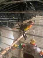 Wit blauw en groen geel agapornissen, Dieren en Toebehoren, Meerdere dieren, Dwergpapegaai of Agapornis