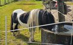 Ter dekking: Shetlander zwartbont 88 cm, Dieren en Toebehoren, Hengst