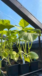 Pompoen planten Rood. Actie, Ophalen, Zomer, Volle zon