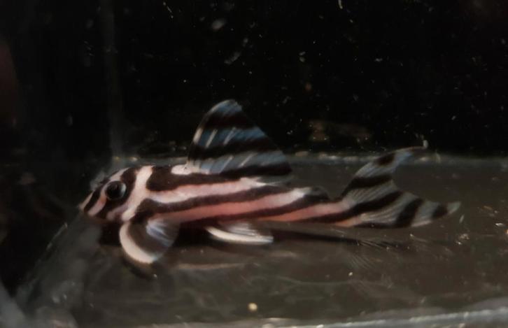 L46 jongen - Topkwaliteit!, Dieren en Toebehoren, Vissen | Aquariumvissen, Zoetwatervis, Vis, Schoolvis