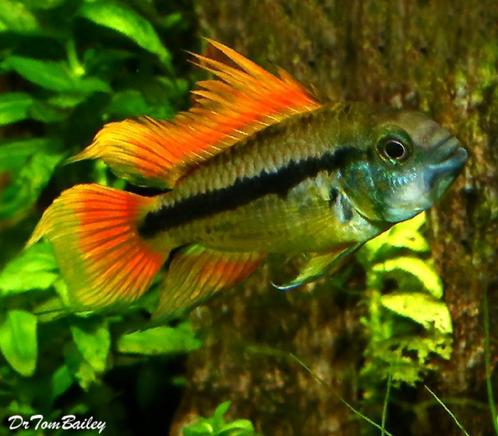 Dwerg cichlide, vele variateiten, kom ze zien , grote keus, Dieren en Toebehoren, Vissen | Aquariumvissen, Zoetwatervis, Vis