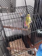 Parkieten, Dieren en Toebehoren, Vogels | Parkieten en Papegaaien, Meerdere dieren, Parkiet, Geringd