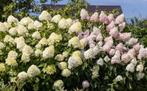 Pluimhortensia Vanille Fraise, Ophalen of Verzenden, Hortensia, Struik, Minder dan 100 cm