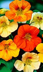 Oost Indische Kers zaden, in vele kleuren., Ophalen of Verzenden, Voorjaar, Volle zon, Zaad