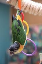 Jonge Baby Zwartkop Caique´s | getest | Speels | Handtam