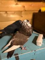 Gaditano duiven (ruilen), Dieren en Toebehoren, Vogels | Duiven, Mannelijk