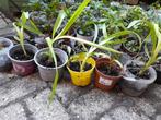 DIVERSE POTTEN DAGLELIE Hemerocallis, Tuin en Terras, Planten | Tuinplanten, Overige soorten, Volle zon, Vaste plant, Ophalen of Verzenden