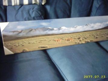 AFBEELDING VAN LAMA`S beschikbaar voor biedingen