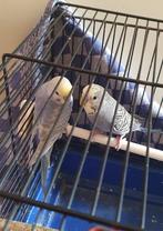 Te koop jong  parkieten, Dieren en Toebehoren, Vogels | Parkieten en Papegaaien, Meerdere dieren, Parkiet