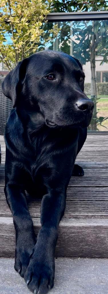 Labrador, Dieren en Toebehoren, Honden | Retrievers, Spaniëls en Waterhonden, Reu, Labrador retriever, Particulier, Eén hond, Nederland