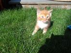 Kittens katertjes 50 % Perzisch nu 5 weken oud., Kater, 0 tot 2 jaar