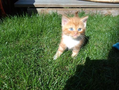 Kittens katertjes 50 % Perzisch nu 5 weken oud., Dieren en Toebehoren, Katten en Kittens | Overige Katten, Kater, 0 tot 2 jaar