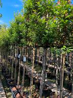 Portugese laurier brenelia op stam nu te planten, Ophalen, Bloeit niet, Halfschaduw, 100 tot 250 cm