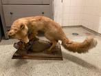 Opgezette vos (taxiderma), Verzenden, Gebruikt, Wild dier, Opgezet dier