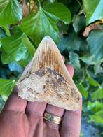 Megalodon haaientand, fossiel, Indonesië 12, Verzamelen, Mineralen en Fossielen, Ophalen of Verzenden, Fossiel