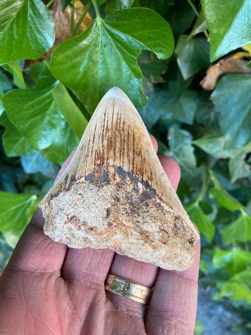 Megalodon haaientand, fossiel, Indonesië 12, Verzamelen, Mineralen en Fossielen, Fossiel, Ophalen of Verzenden