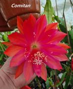 cactus - Epiphyllum COMITAN, Ophalen of Verzenden, Cactus, Volle zon, Minder dan 100 cm