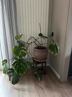 Grote Monstera plant, Ophalen, Halfschaduw, In pot, Minder dan 100 cm