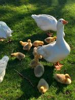 1-1 Boheemse ganzen, Dieren en Toebehoren, Pluimvee, Meerdere dieren, Gans of Zwaan