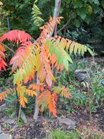 Fluweelboom, Ophalen of Verzenden, Overige soorten