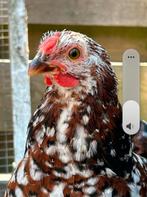 Rood porselein Wyandotte krielhaan, Dieren en Toebehoren, Mannelijk, Kip