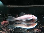 Jonge L144 Snow White Short Fin algeneters van me kweekgroep, Vis, Zoetwatervis