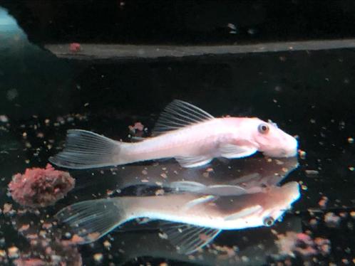 Jonge L144 Snow White Short Fin algeneters van me kweekgroep, Dieren en Toebehoren, Vissen | Aquariumvissen, Zoetwatervis, Vis