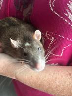 ZSM 2 super lieve tamme rat ratjes man met transportkooi €20, Dieren en Toebehoren, Knaagdieren, Rat, Maart, Mannelijk, Tam