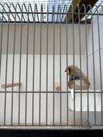Zebravink man UK bleekrug, Mannelijk, Tropenvogel