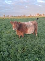 2 hobby Belted Galloway koeien met kalf, Dieren en Toebehoren, Runderen, Meerdere dieren