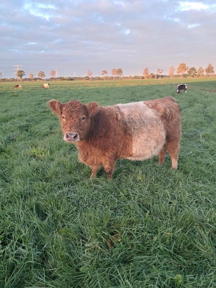 2 hobby Belted Galloway koeien met kalf, Dieren en Toebehoren, Runderen, Meerdere dieren