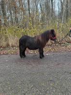 Zeer mooie brave zwarte stamboek shetlander ruin., Merrie, A pony (tot 1.17m), 3 tot 6 jaar, Recreatiepony