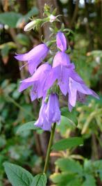 zaden 0,50, vele soorten, Verzenden, Gehele jaar, Halfschaduw, Zaad