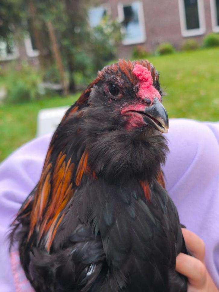 Easter Egger haan evt. met hennen, Dieren en Toebehoren, Pluimvee, Kip, Mannelijk