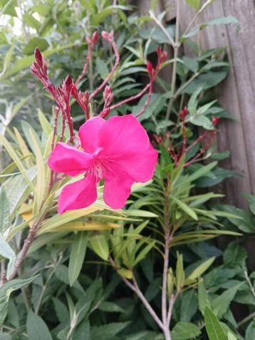 Oleander op stam roze OP=OP beschikbaar voor biedingen