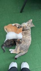 Europese korthaar kittens MOGEN AL WEG!, Dieren en Toebehoren, Katten en Kittens | Overige Katten, Meerdere dieren, Kortharig
