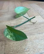 🪴 Drakenklimop - Epipremnum aureum - hangplant stekjes, Ophalen, Halfschaduw, Minder dan 100 cm