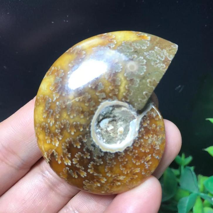 Prachtige gepolijste ammoniet (T)., Verzamelen, Mineralen en Fossielen, Fossiel, Verzenden