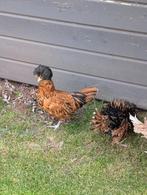 Padua kriel baardkuifhoenders haantjes, Dieren en Toebehoren, Pluimvee, Mannelijk, Kip