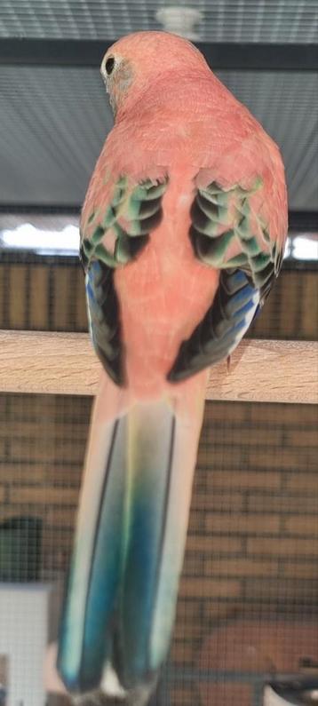 Te koop opaline bourke split pale fallow beschikbaar voor biedingen