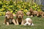 Engelse Cocker Spaniel pups, CDV (hondenziekte), 8 tot 15 weken, Meerdere, Meerdere dieren