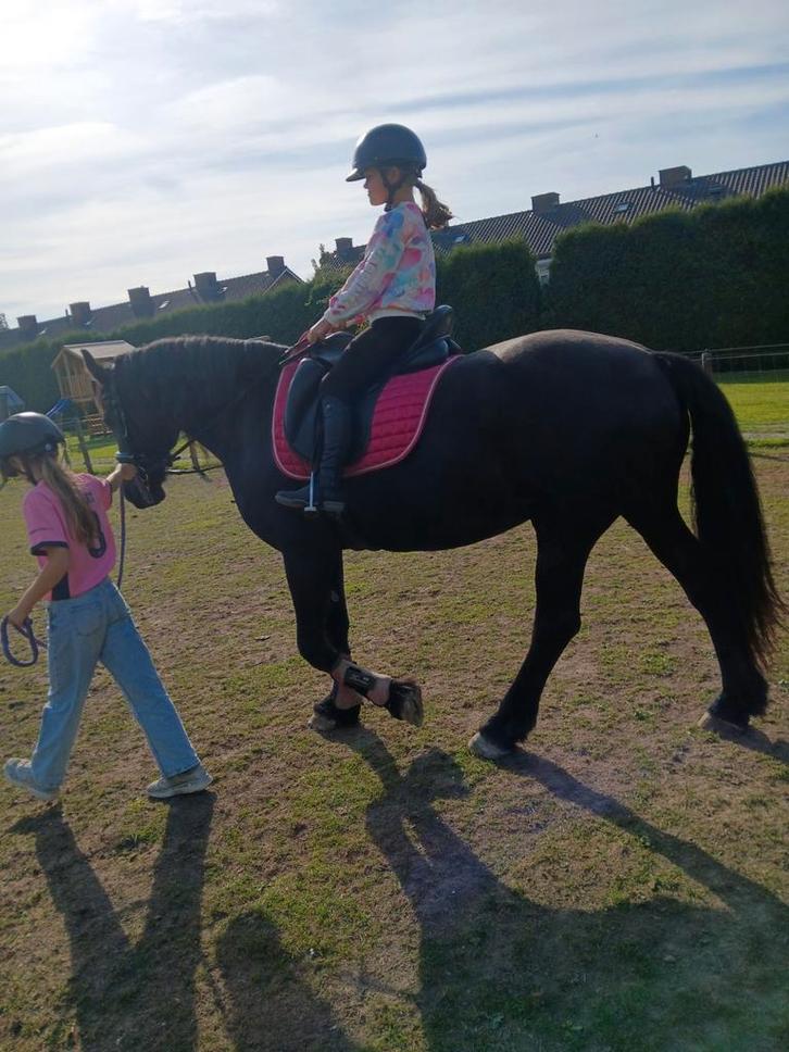 De liefste Fries te lease!, Diensten en Vakmensen, Dieren | Paarden | Verzorging, Oppas en Les