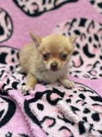 Super mooi klein mini chihuahua'tje, Dieren en Toebehoren, Honden | Chihuahua's en Gezelschapshonden, Reu, CDV (hondenziekte)