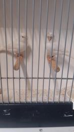 Witte kanarie poppen, Dieren en Toebehoren, Vogels | Kanaries, Vrouwelijk, Kleurkanarie