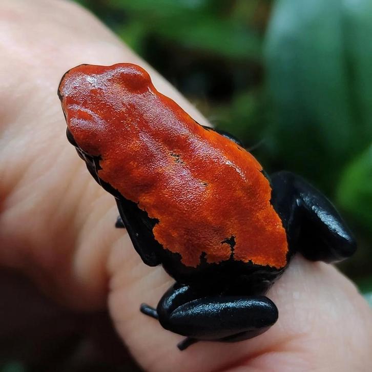Adelphobates galactonotus in alle kleuren, Dieren en Toebehoren, Reptielen en Amfibieën, Amfibie, 0 tot 2 jaar