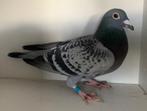 Doffer rechtstreeks Vereyken-Gommers(B.)/Poels-Vercammen, Dieren en Toebehoren, Mannelijk, Postduif