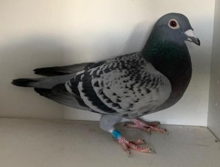 Doffer rechtstreeks Vereyken-Gommers(B.)/Poels-Vercammen, Dieren en Toebehoren, Vogels | Duiven, Postduif, Mannelijk