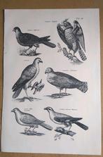Oude prent roofvogels, Verzamelen, Foto's en Prenten, Verzenden, 1960 tot 1980, Gebruikt