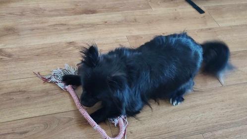 Hondenoppas aangeboden Harskamp, Dieren en Toebehoren, Honden-accessoires, Verzenden